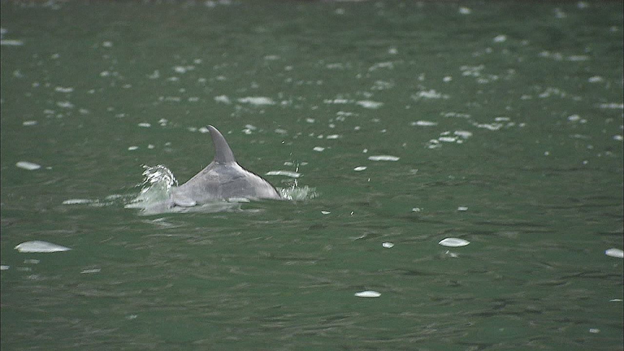 海と日本PROJECTin鹿児島！「 #11 海と人をつなぐ～かごしま水族館のイルカ調査～」