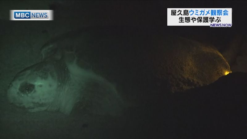 屋久島はウミガメの産卵シーズン！観察会スタート