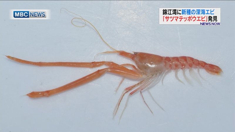 錦江湾で新種の深海エビ「サツマテッポウエビ」発見!