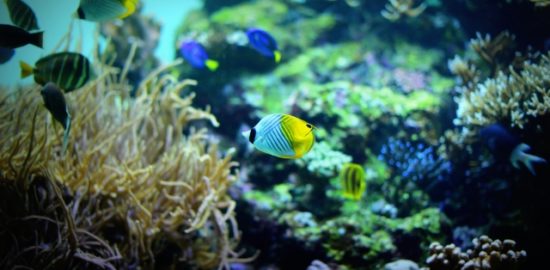笠沙の海の魚たち大展示会～笠沙の海の多様な生物たち～