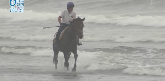 大崎町横瀬海岸、全国でも珍しい競走馬の海岸調教