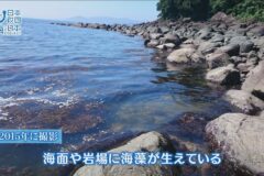 深刻な環境問題「阿久根のウニ」の生息する海を守る取り組み