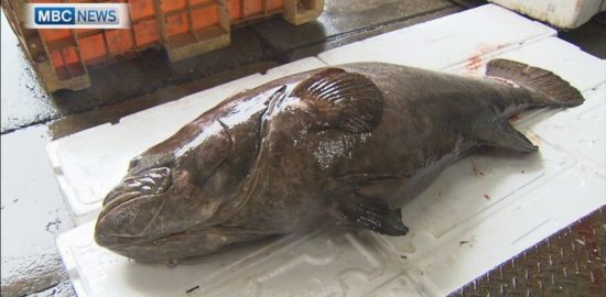 錦江湾で初？指宿市沖で取れた大型魚「タマカイ」とは！