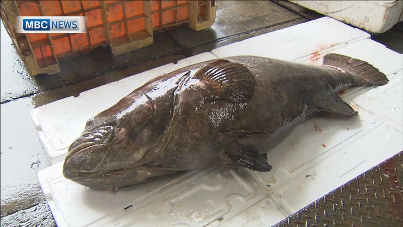 錦江湾で初？指宿市沖で取れた大型魚「タマカイ」とは！