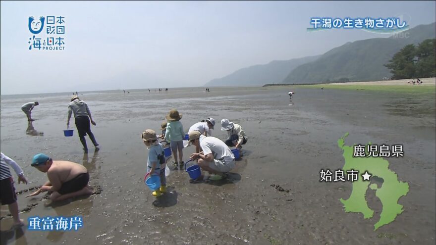 【かごしま4】鹿児島湾：姶良市重富海岸で干潟の生き物さがし！