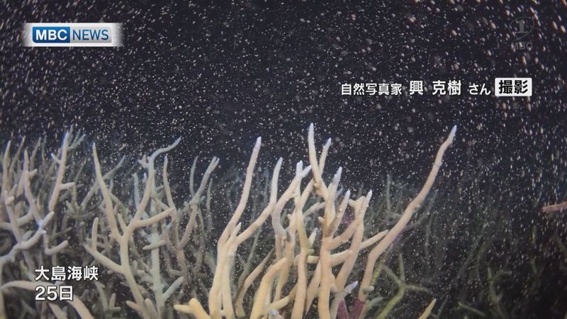 【MBCニュース】大島海峡でサンゴの産卵始まる