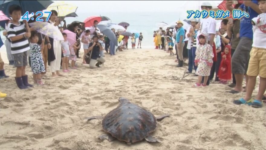 【かごしま4】アカウミガメ、海へ。奄美市