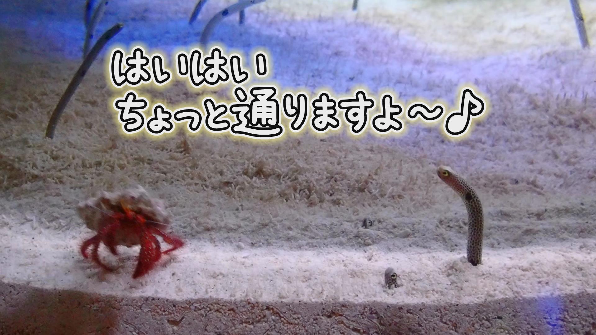 【おうちで水族館】『はいはいちょっと通りますよ〜♫』いおワールド かごしま水族館×海と日本PROJECT in 鹿児島