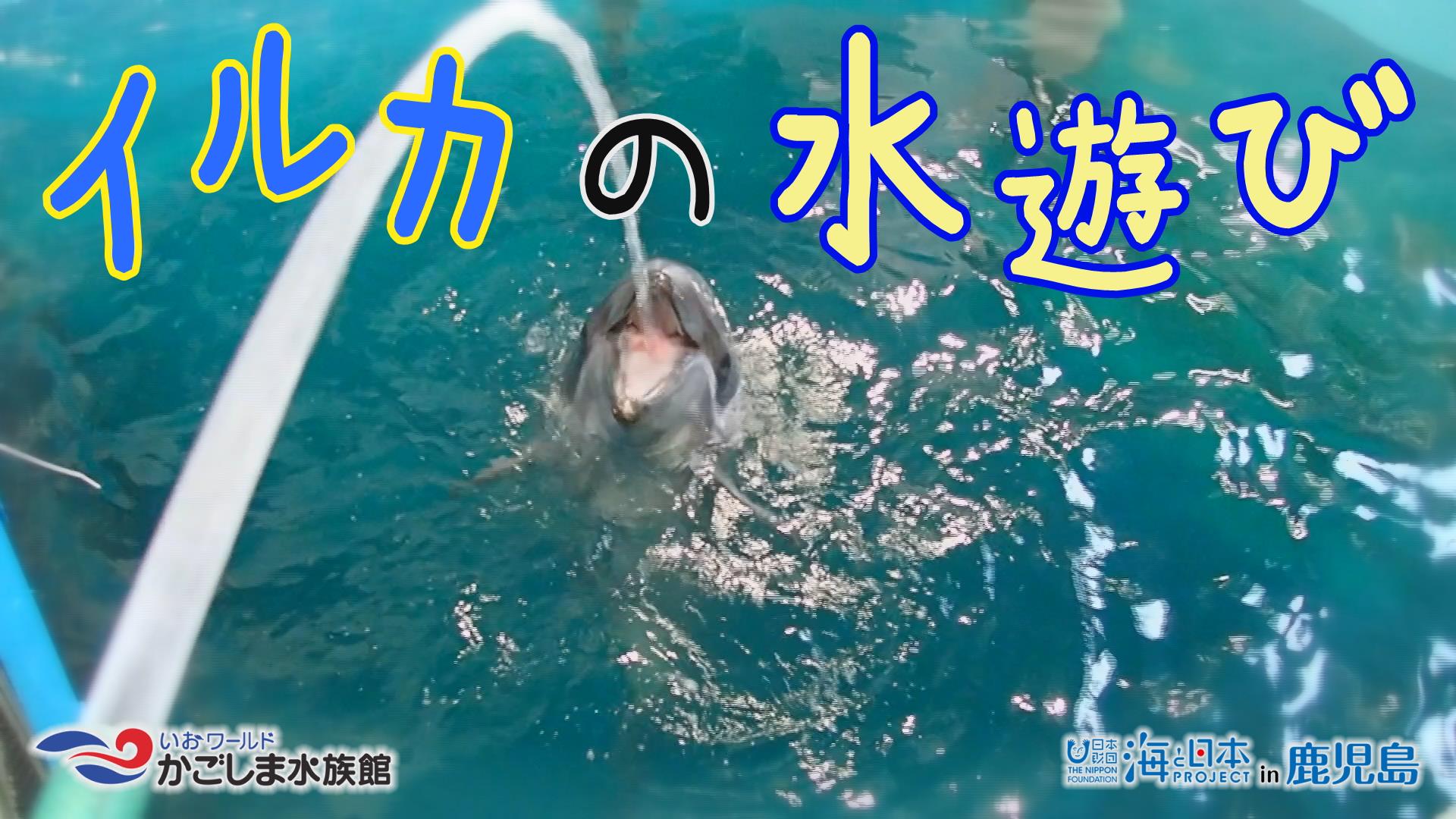 【おうちで水族館】『イルカの水遊び』いおワールド かごしま水族館×海と日本PROJECT in 鹿児島