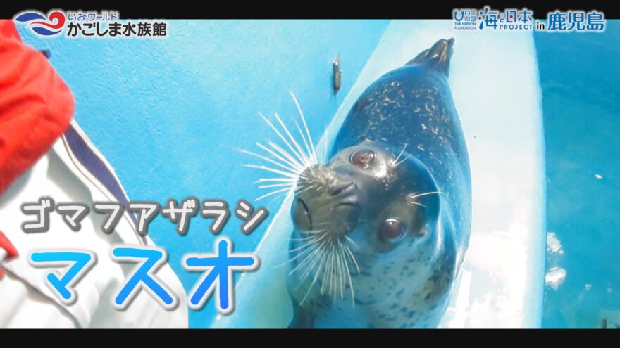 【おうちで水族館】『ゴマフアザラシの「マスオ」』いおワールド かごしま水族館×海と日本PROJECT in 鹿児島