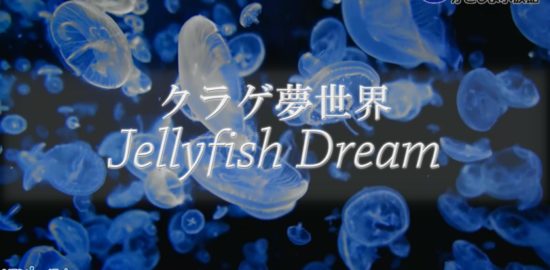 【おうちで水族館】『JellyfishDream~クラゲ夢世界~』いおワールド かごしま水族館×海と日本PROJECT in 鹿児島