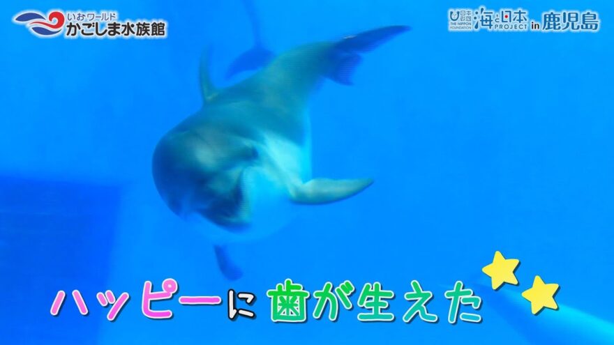 【おうちで水族館】『ハッピーの成長記録　歯がはえた！』いおワールド かごしま水族館×海と日本PROJECT in 鹿児島