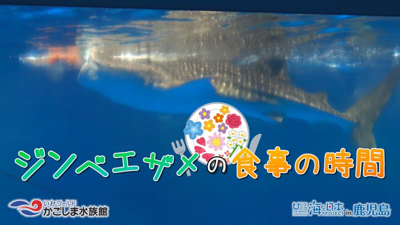 【おうちで水族館】『ジンベエザメの食事』いおワールド かごしま水族館×海と日本PROJECT in 鹿児島