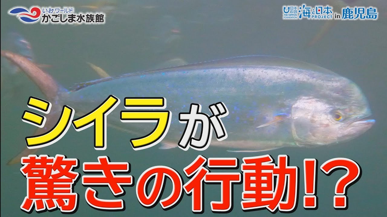 【おうちで水族館】『イルカ水路でジャンプしているのは…』いおワールド かごしま水族館×海と日本PROJECT in 鹿児島