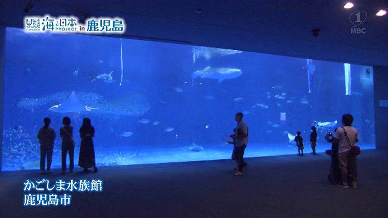 水族館の現状と課題 海と日本project In 鹿児島
