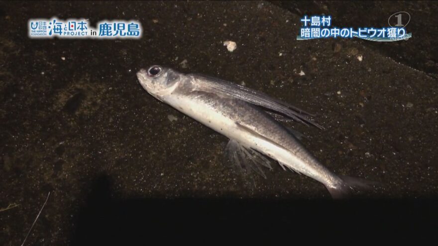 十島村 暗闇の中のトビウオ獲り