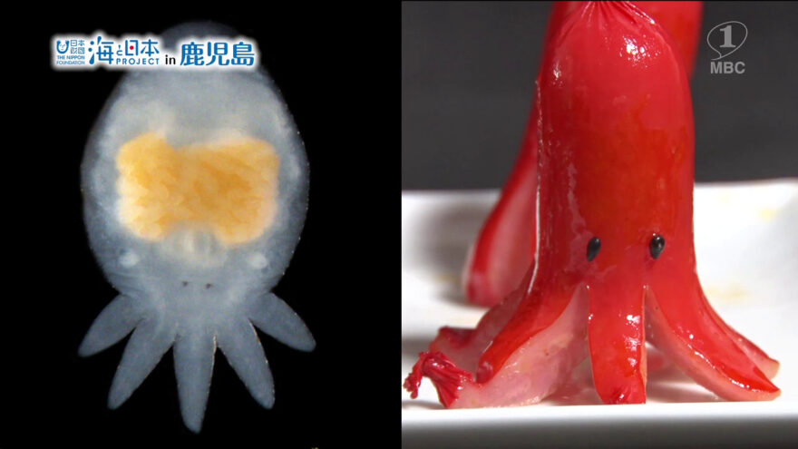 たこさんウインナー似の”新種”生物