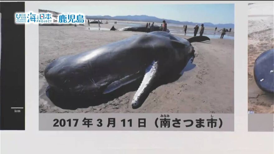 かごしま水族館企画特別展「座礁クジラが教えてくれたこと」