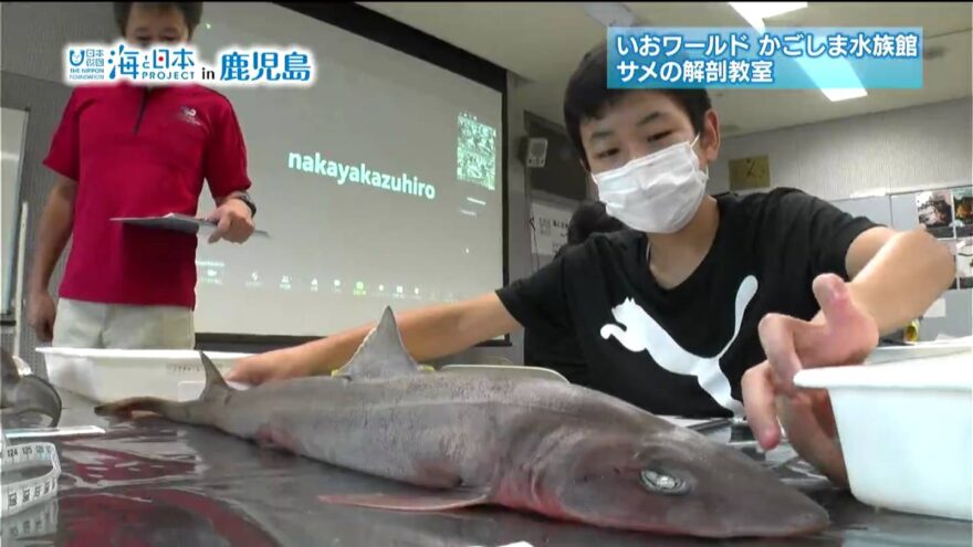 いおワールド かごしま水族館　サメの解剖教室