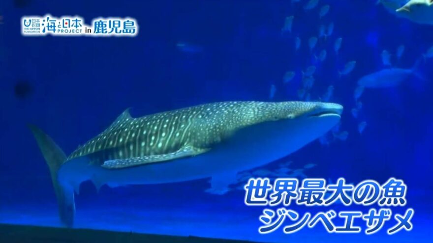 かごしま水族館の人気者　ジンベイザメ