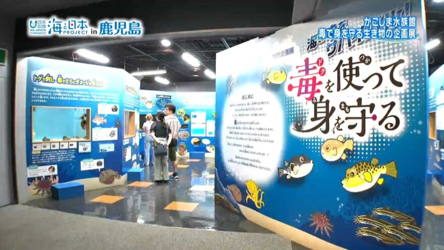 かごしま水族館　毒で身を守る生き物の企画展