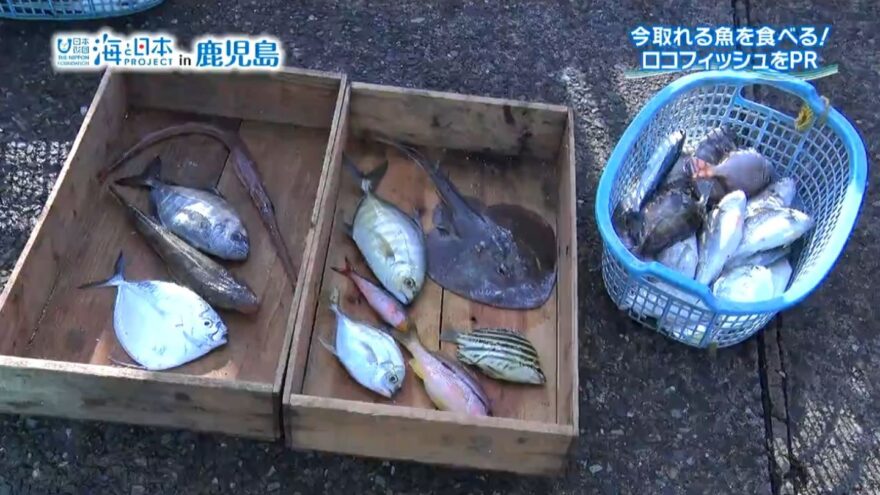 今取れる魚を食べる！ロコフィッシュをPR！