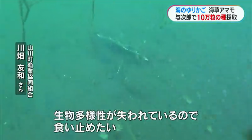 「海のゆりかご」アマモ再生プロジェクト