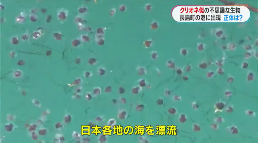 小さな天使☆彡 クリオネ似の生物の正体は・・・？