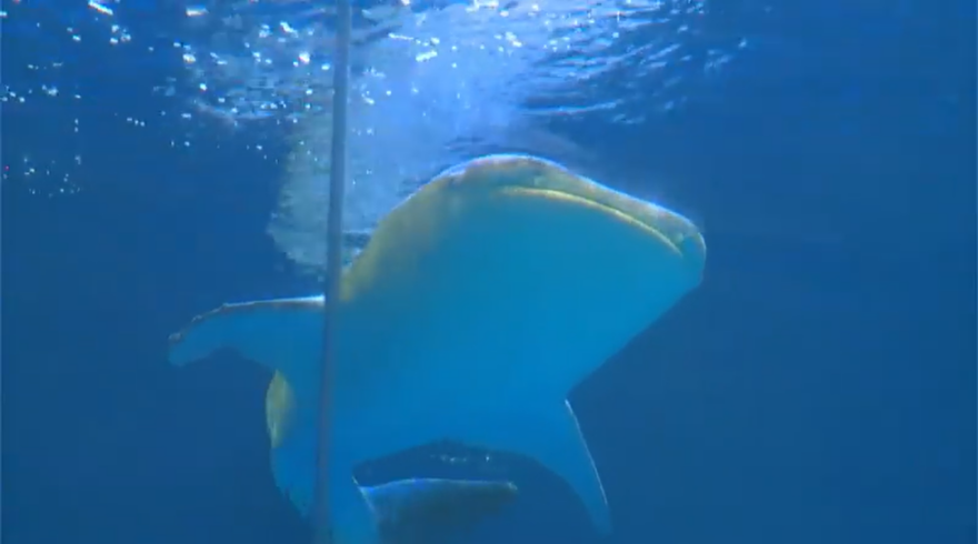 かごしま水族館〝10代目ユウユウ〟お別れ