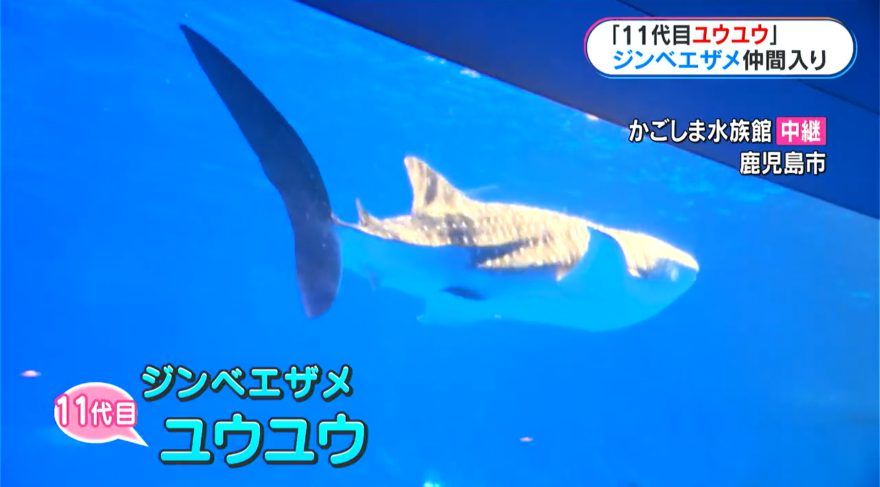 かごしま水族館の新たな仲間！ジンベイザメ「11代目ユウユウ」