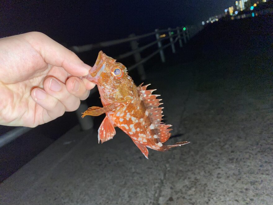 錦江湾で人気の魚「カサゴ（方言名：アラカブ）」